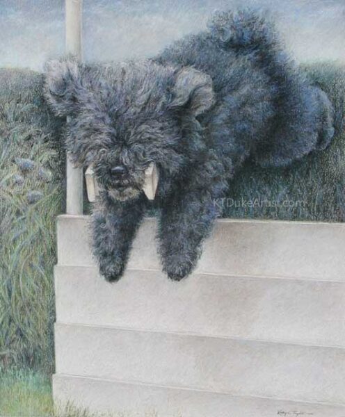 ktdukeartist-dog portrait-colored pencil on paper-Puli-Mandi