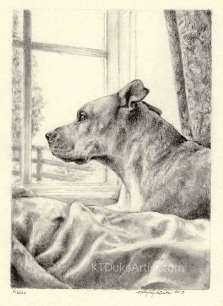 KTDukeArtist- graphite pencil portrait- pencil portrait-dog portrait-Abbie