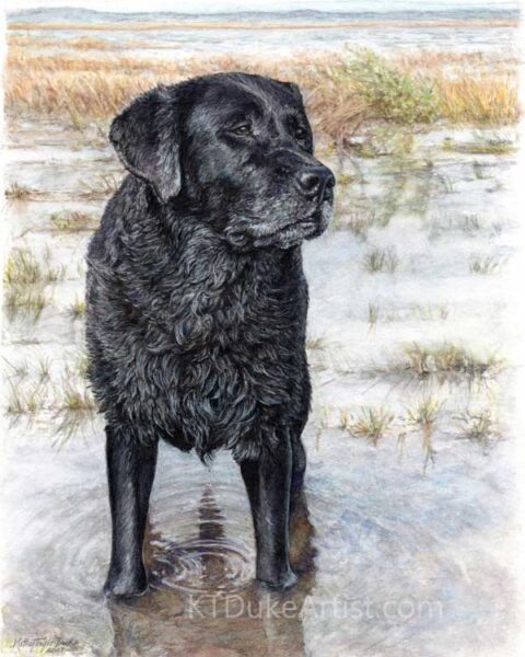 KTDukeArtist- dog portrait- Labrador Retriever- waterdog- watercolor and colored pencil portrait- Brogan