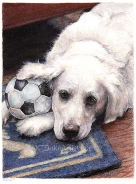 KTDukeArtist-dog portrait-watercolor and colored pencil- English Cream Golden Retriever-portrait of Lacey