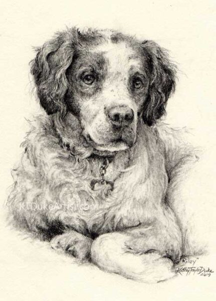 KTDukeArtist-dog portrait-pencil portrait-Portrait of Riley-brittany spaniel-graphite pencil portrait