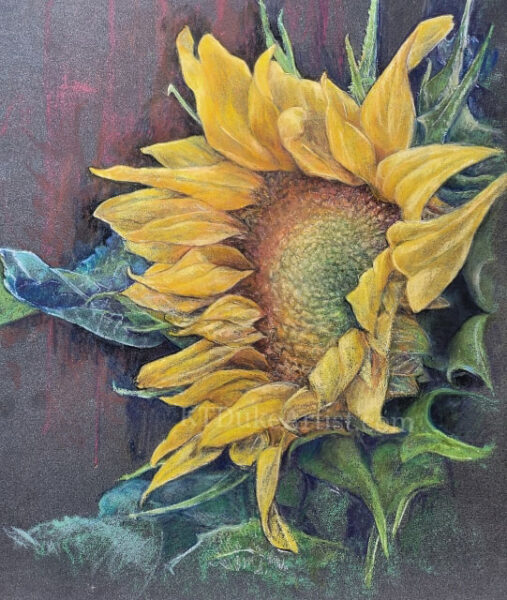 ktdukeartist-pastel-drawing-blooming sunflower, pastel on Pastelmat