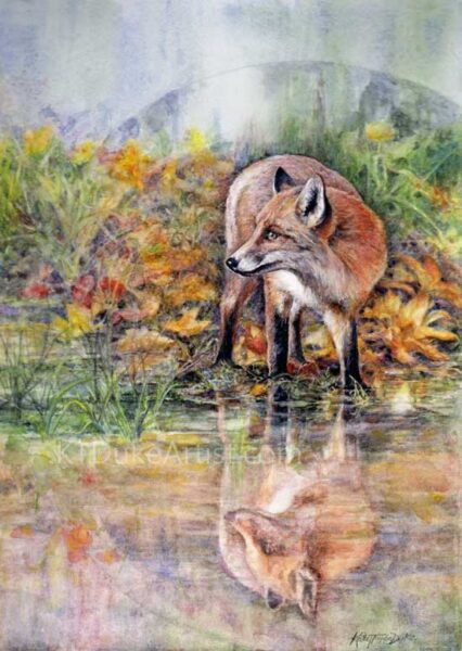 KTDukeArtist-watercolor and colored pencil painting of fox and reflecting pond