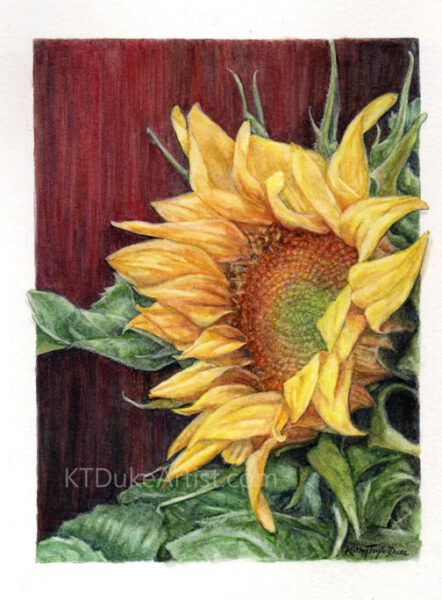 KTDukeArtist-watercolor and colored pencil painting of a sunflower