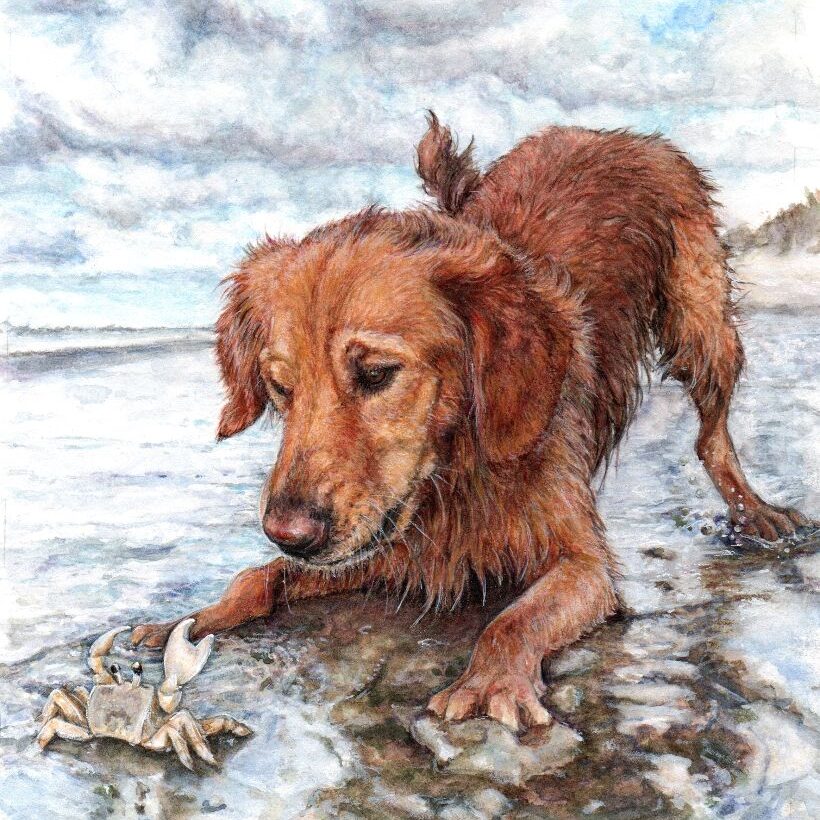 watercolor and colored pencil portrait of golden retriever "Goose" playing with crab on the beach